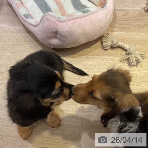 カニーンヘン・ダックスフンドの写真