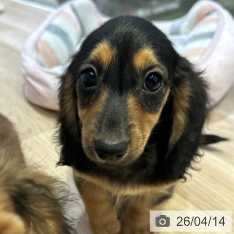 カニーンヘン・ダックスフンドの写真