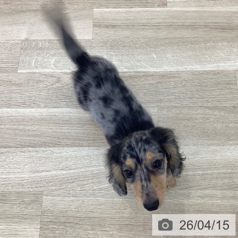 山梨県のカニンヘンダックスフンド(ロング) (ペットプラス 甲府国母店/2026年1月28日生まれ/男の子/シルバーダップル)の子犬の4枚目の画像