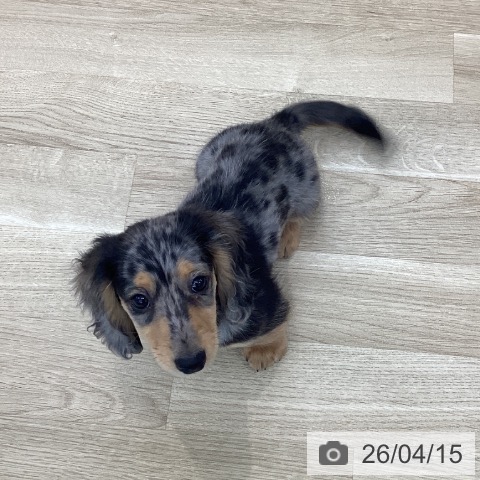 山梨県のカニンヘンダックスフンド(ロング) (ペットプラス 甲府国母店/2026年1月28日生まれ/男の子/シルバーダップル)の子犬の3枚目の画像