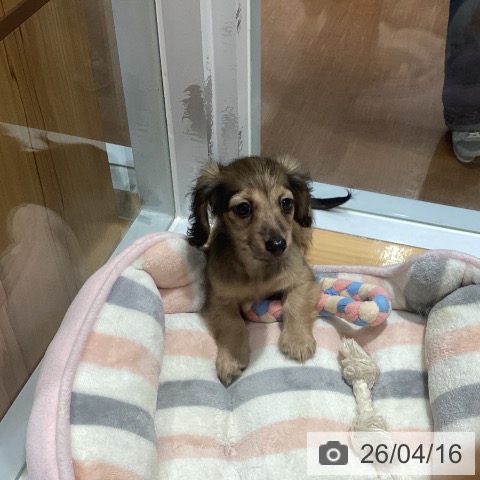 神奈川県のカニンヘンダックスフンド(ロング) (ペットプラス ビアレ横浜店/2026年1月21日生まれ/男の子/シェーデットイエロー)の子犬の3枚目の画像