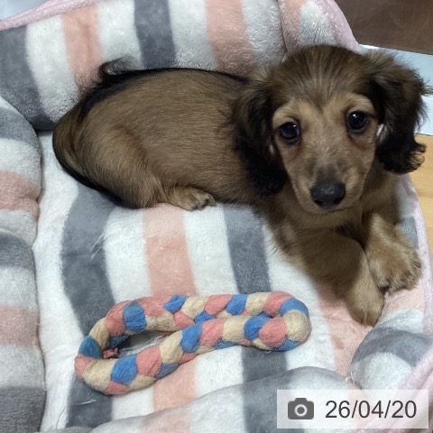 カニーンヘン・ダックスフンドの写真