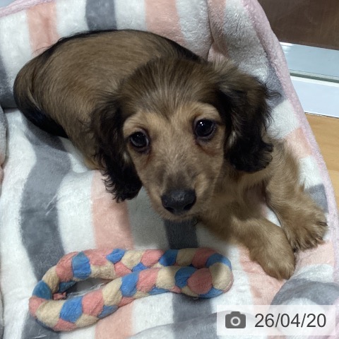 カニーンヘン・ダックスフンドの写真