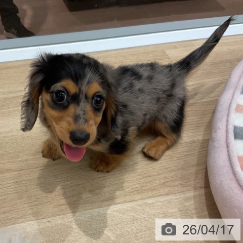 群馬県のカニンヘンダックスフンド(ロング) (ペットプラス イオンモール太田店/2026年1月21日生まれ/男の子/シルバーダップル)の子犬の3枚目の画像