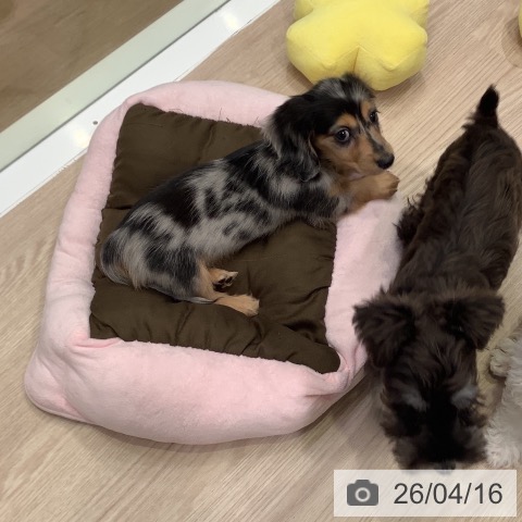 カニーンヘン・ダックスフンドの写真