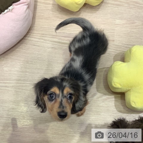 カニーンヘン・ダックスフンドの写真