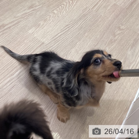 神奈川県のカニンヘンダックスフンド(ロング) (ペットプラス 新百合丘店/2026年1月21日生まれ/男の子/シルバーダップル)の子犬の3枚目の画像