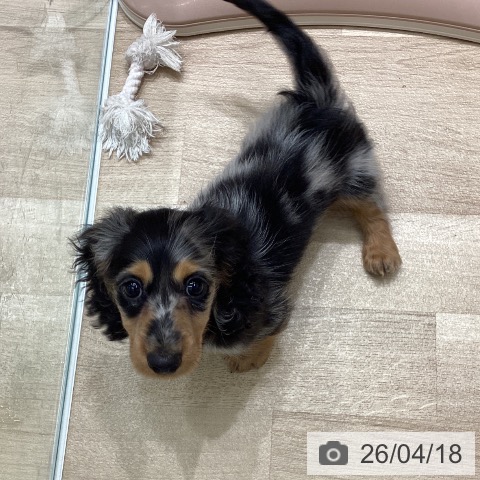 カニーンヘン・ダックスフンドの写真