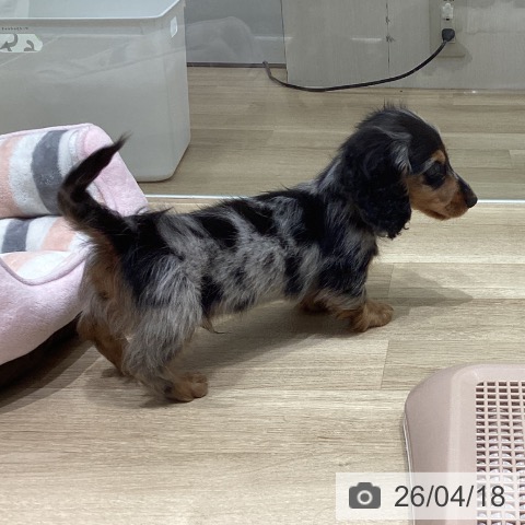 カニーンヘン・ダックスフンドの写真