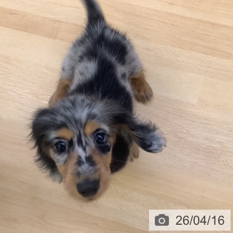 埼玉県のカニンヘンダックスフンド(ロング) (ペットプラス 羽生店/2026年1月21日生まれ/女の子/シルバーダップル)の子犬の4枚目の画像