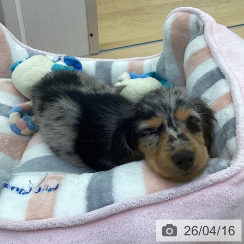 埼玉県のカニンヘンダックスフンド(ロング) (ペットプラス 羽生店/2026年1月21日生まれ/女の子/シルバーダップル)の子犬の3枚目の画像