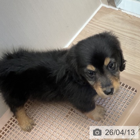 カニーンヘン・ダックスフンドの写真