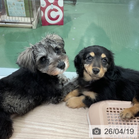 埼玉県のカニンヘンダックスフンド(ロング) (ペットプラス 上尾店/2026年2月10日生まれ/男の子/ブラックタン)の子犬の3枚目の画像