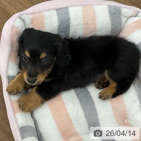 カニーンヘン・ダックスフンドの写真