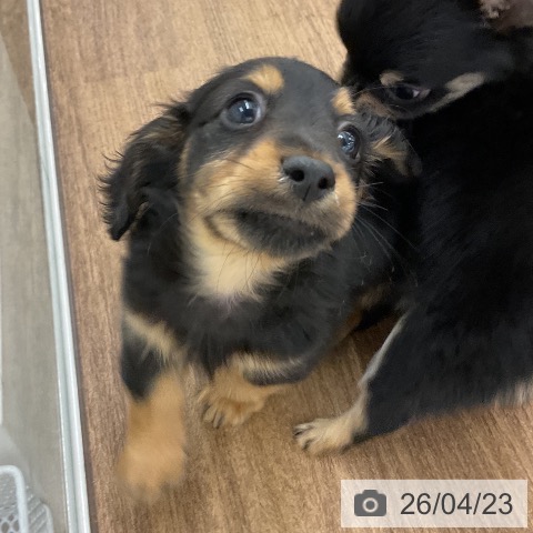 千葉県のカニンヘンダックスフンド(ロング) (ペッツワン 千葉ニュータウン店/2026年2月10日生まれ/男の子/ブラックタン)の子犬の3枚目の画像