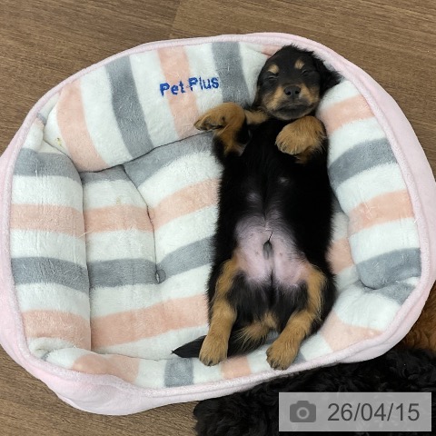 千葉県のカニンヘンダックスフンド(ロング) (ペッツワン 千葉ニュータウン店/2026年2月10日生まれ/男の子/ブラックタン)の子犬の4枚目の画像