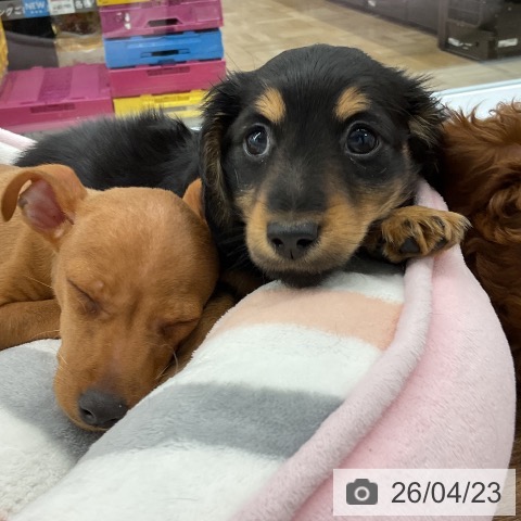 千葉県のカニンヘンダックスフンド(ロング) (ペッツワン 千葉ニュータウン店/2026年2月10日生まれ/男の子/ブラックタン)の子犬の3枚目の画像