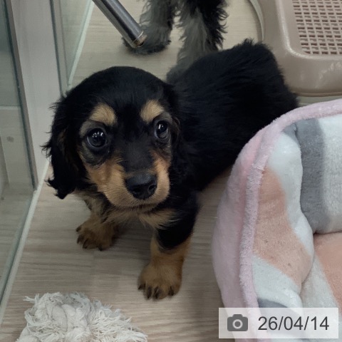 カニーンヘン・ダックスフンドの写真