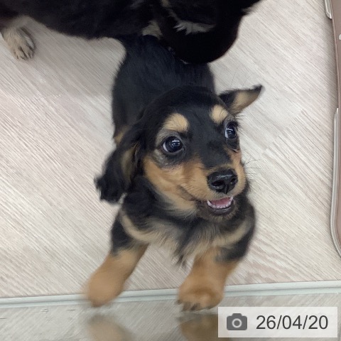 埼玉県のカニンヘンダックスフンド(ロング) (ペットプラス 川口店/2026年2月10日生まれ/男の子/ブラックタン)の子犬の4枚目の画像