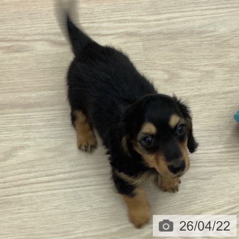 埼玉県のカニンヘンダックスフンド(ロング) (ペットプラス 川口店/2026年2月10日生まれ/男の子/ブラックタン)の子犬の3枚目の画像