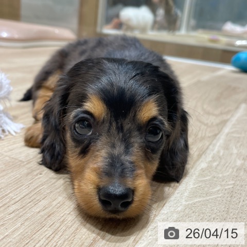 埼玉県のカニンヘンダックスフンド(ロング) (ペットプラス ららぽーと富士見店/2026年2月10日生まれ/男の子/シルバーダップル)の子犬の4枚目の画像