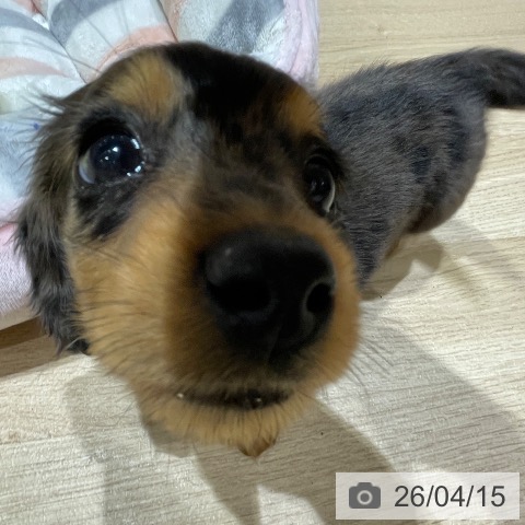 埼玉県のカニンヘンダックスフンド(ロング) (ペットプラス ららぽーと富士見店/2026年2月10日生まれ/男の子/シルバーダップル)の子犬の3枚目の画像