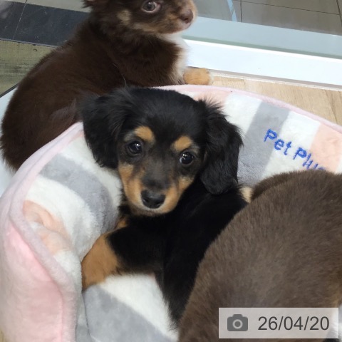 東京都のカニンヘンダックスフンド(ロング) (ペットプラス むさし村山店/2026年2月10日生まれ/女の子/ブラックタン)の子犬の4枚目の画像