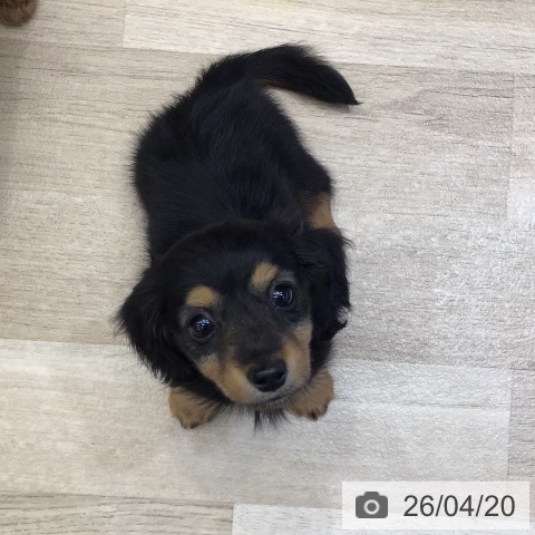 東京都のカニンヘンダックスフンド(ロング) (ペットプラス むさし村山店/2026年2月10日生まれ/女の子/ブラックタン)の子犬の3枚目の画像