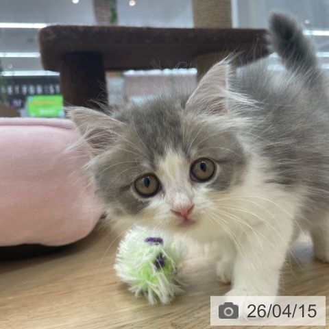 ミヌエットの写真