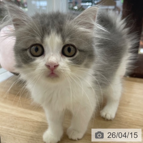 ミヌエットの写真