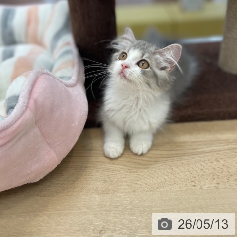 神奈川県のミヌエット (ペットプラス 相模原並木店/2026年1月31日生まれ/女の子/ブルータビーホワイト)の子猫の3枚目の画像