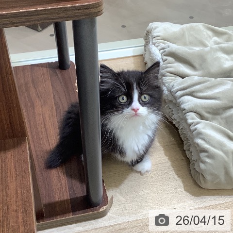 ミヌエットの写真