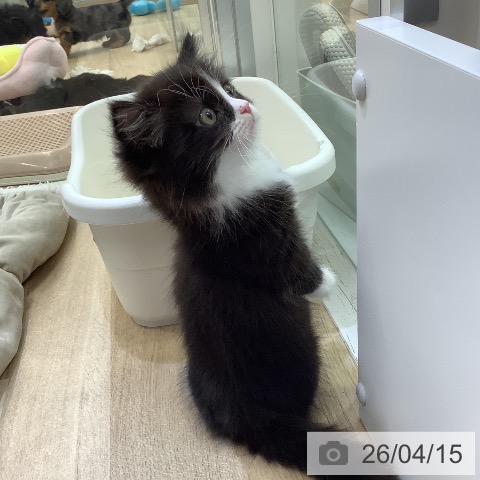 ミヌエットの写真