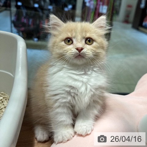 東京都のミヌエット (ペットプラス アクアシティお台場店/2026年2月9日生まれ/男の子/クリームタビーホワイト)の子猫の4枚目の画像