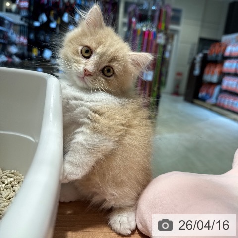 東京都のミヌエット (ペットプラス アクアシティお台場店/2026年2月9日生まれ/男の子/クリームタビーホワイト)の子猫の3枚目の画像