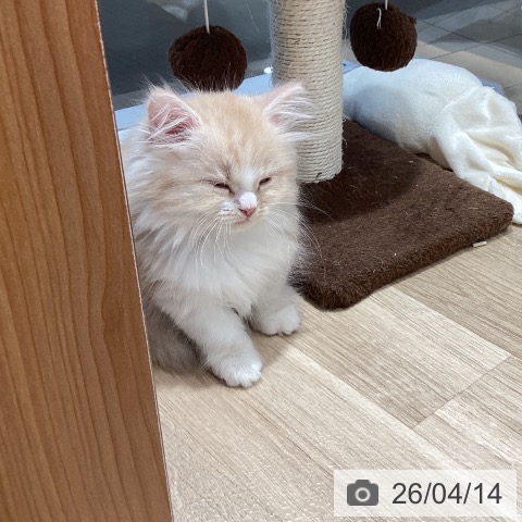 ミヌエットの写真