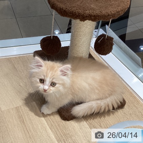 ミヌエットの写真