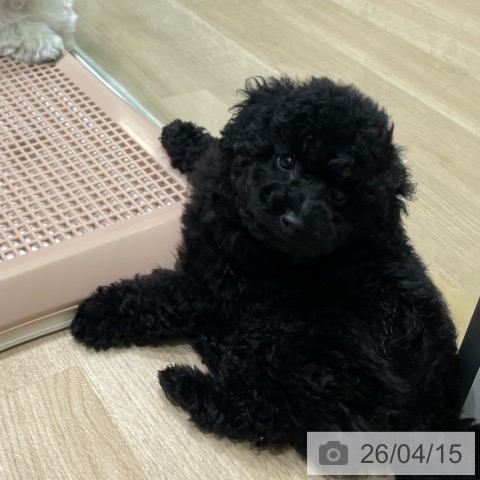 東京都のトイプードル(トイ) (ペットプラス MARK IS 葛飾かなまち店/2026年2月11日生まれ/男の子/ブラック)の子犬の3枚目の画像