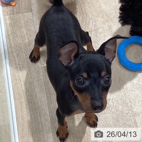 ミニチュア・ピンシャーの写真