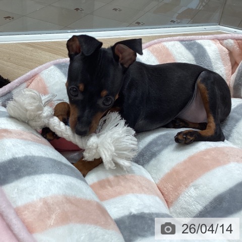 ミニチュア・ピンシャーの写真