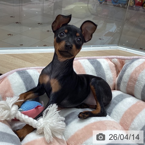 ミニチュア・ピンシャーの写真