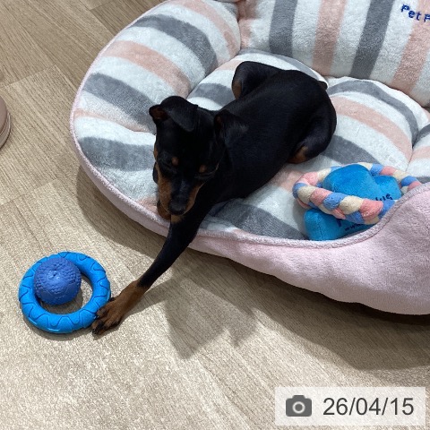 埼玉県のミニチュアピンシャー (ペットプラス ピオニウォーク東松山店/2026年2月5日生まれ/女の子/ブラックタン)の子犬の4枚目の画像