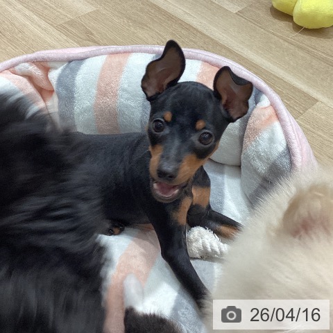 埼玉県のミニチュアピンシャー (ペットプラス ピオニウォーク東松山店/2026年2月5日生まれ/女の子/ブラックタン)の子犬の3枚目の画像