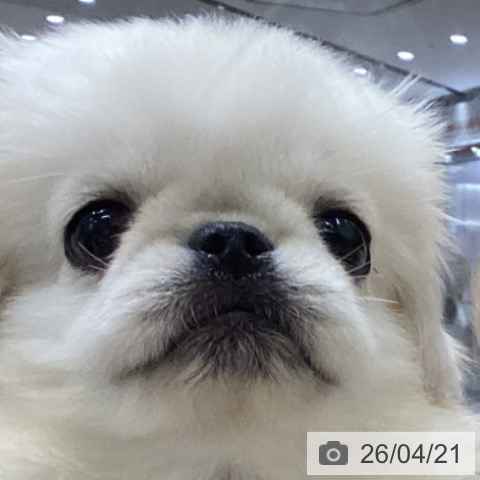 ペキニーズの写真