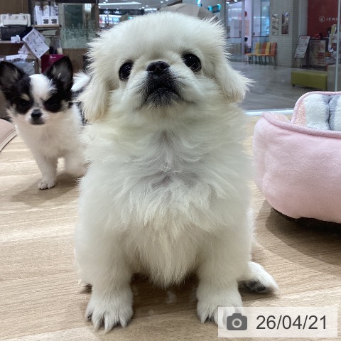 ペキニーズの写真
