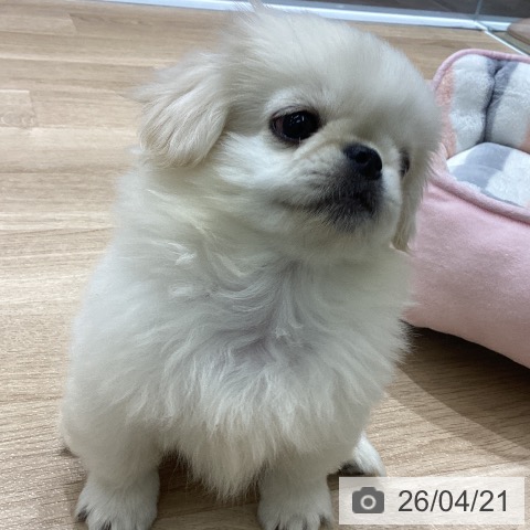 ペキニーズの写真