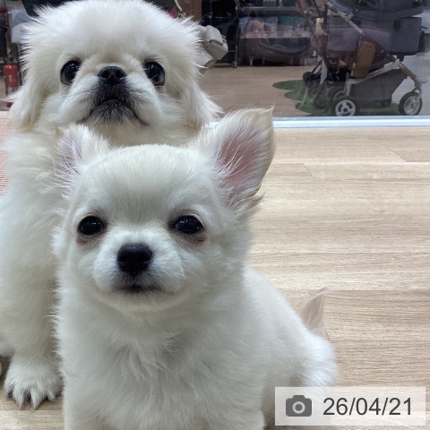 ペキニーズの写真