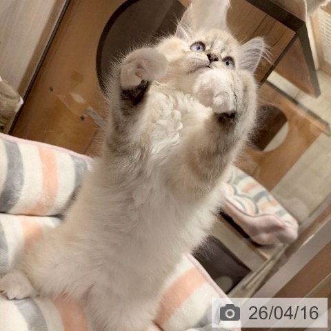 神奈川県のラグドール (ペットプラス 川崎ルフロン店/2026年1月30日生まれ/男の子/シールリンクスポイントミテッド)の子猫の4枚目の画像