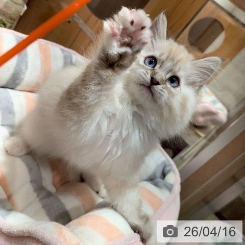 神奈川県のラグドール (ペットプラス 川崎ルフロン店/2026年1月30日生まれ/男の子/シールリンクスポイントミテッド)の子猫の3枚目の画像