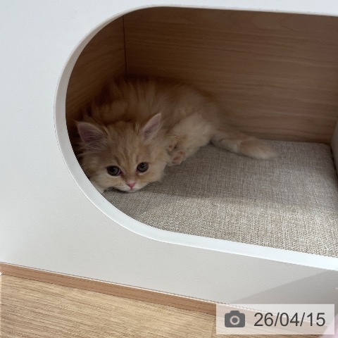 マンチカンの写真